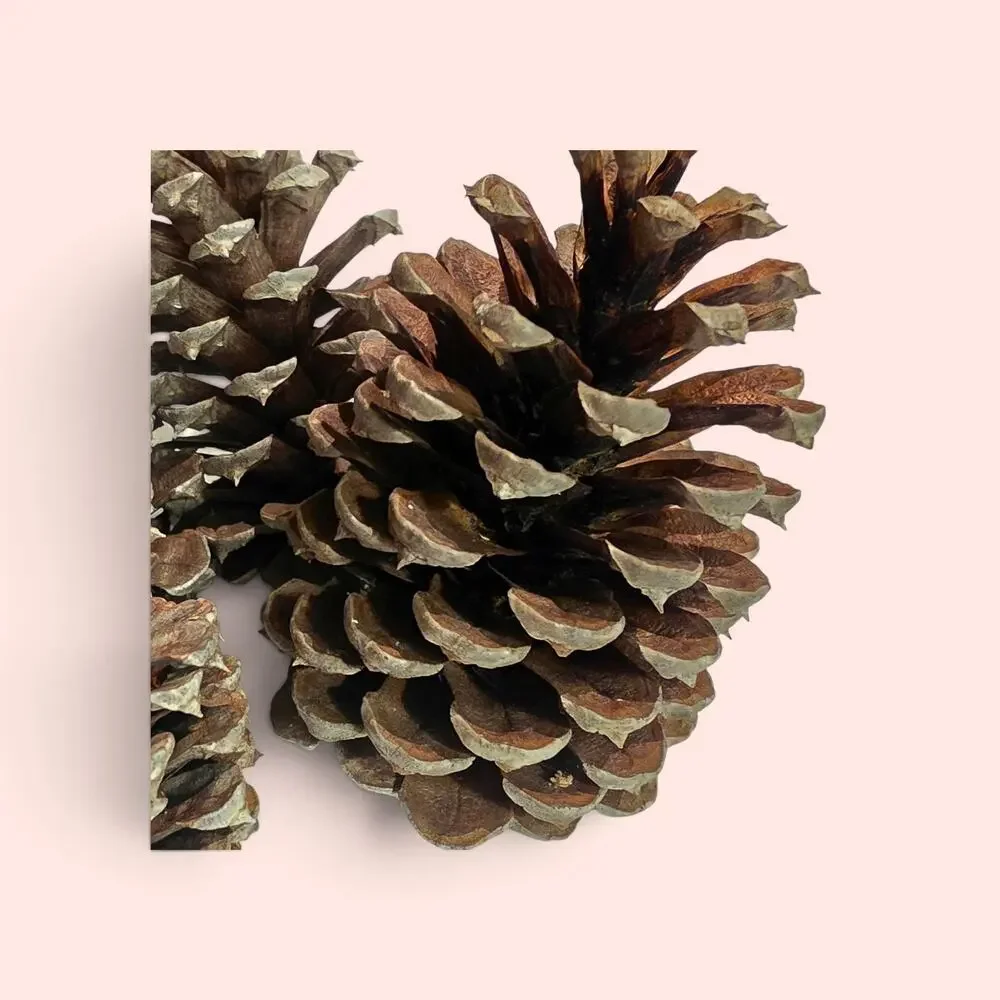 20 Longleaf Pinecone for Crafting Home Decor 2